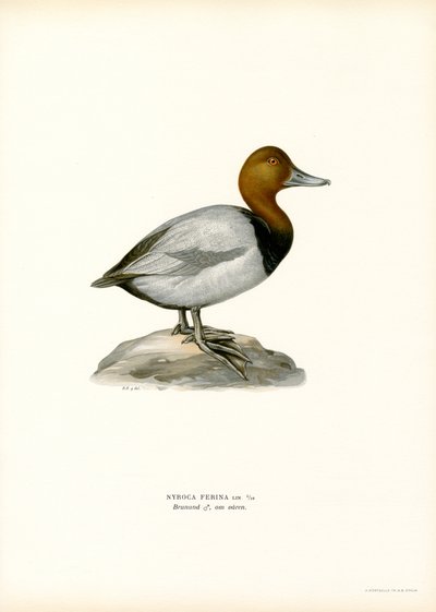 Europeisk pochard (färg litho) av Magnus Ferdinand and Wilhelm von Wright