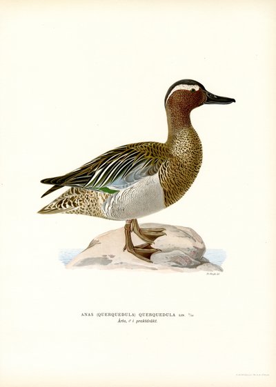 Garganey (färg litho) av Magnus Ferdinand and Wilhelm von Wright