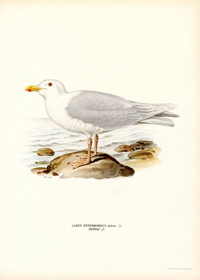 Glaucous Gull (färg litho) av Magnus Ferdinand and Wilhelm von Wright