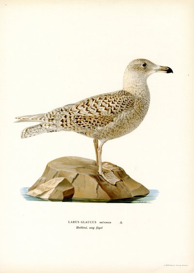 Glaucous Gull (färg litho) av Magnus Ferdinand and Wilhelm von Wright