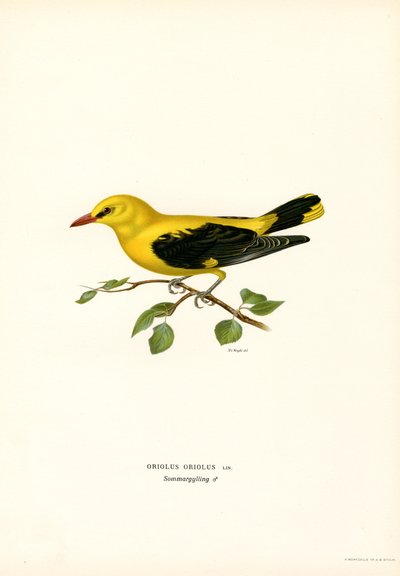 Gyllene oriole (färg litho) av Magnus Ferdinand and Wilhelm von Wright