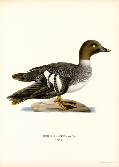 Goldeneye Duck (färg litho) av Magnus Ferdinand and Wilhelm von Wright
