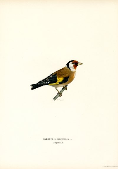 Goldfinch (färg litho) av Magnus Ferdinand and Wilhelm von Wright