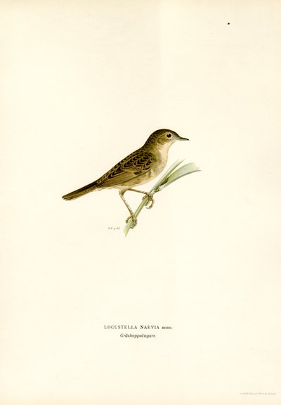 Gräshoppa sångare (färg litho) av Magnus Ferdinand and Wilhelm von Wright