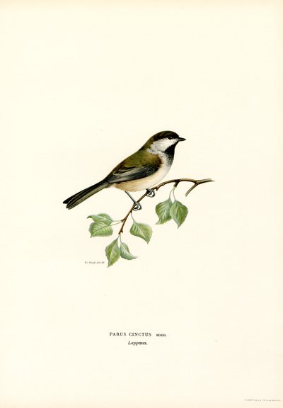 Gråhuvad Chickadee (färg litho) av Magnus Ferdinand and Wilhelm von Wright