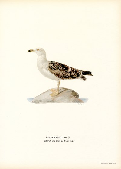 Stor svartryggig mås (färg litho) av Magnus Ferdinand and Wilhelm von Wright