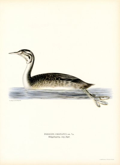Stor nakendopping (litho i färg) av Magnus Ferdinand and Wilhelm von Wright