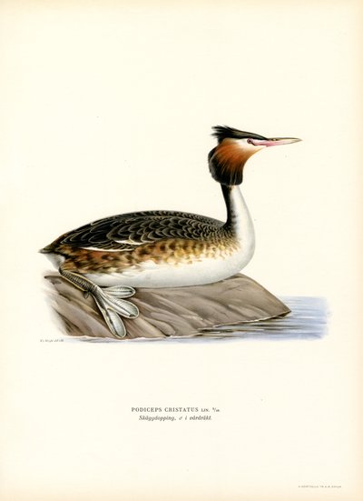 Stor nakendopping (litho i färg) av Magnus Ferdinand and Wilhelm von Wright