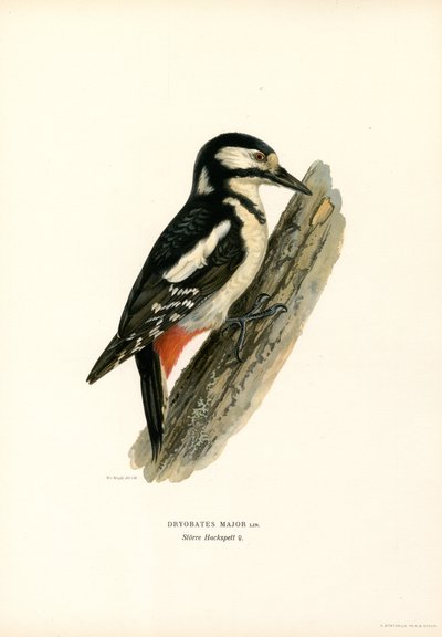 Stor hackspett (färg litho) av Magnus Ferdinand and Wilhelm von Wright