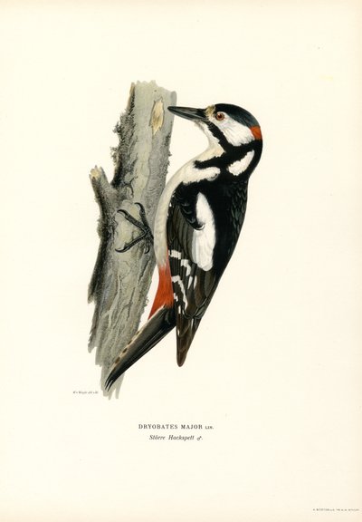 Stor hackspett (färg litho) av Magnus Ferdinand and Wilhelm von Wright