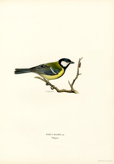 Talgoxe (färg litho) av Magnus Ferdinand and Wilhelm von Wright