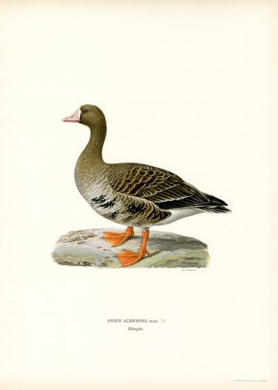Vitbläsgås (färg litho) av Magnus Ferdinand and Wilhelm von Wright