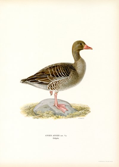 Grågås (färg litho) av Magnus Ferdinand and Wilhelm von Wright