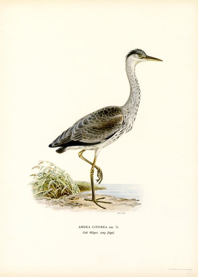 Grey Heron (färg litho) av Magnus Ferdinand and Wilhelm von Wright
