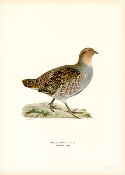 Grå rapphöna (litho i färg) av Magnus Ferdinand and Wilhelm von Wright