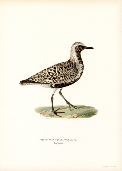 Plover (färg litho) av Magnus Ferdinand and Wilhelm von Wright