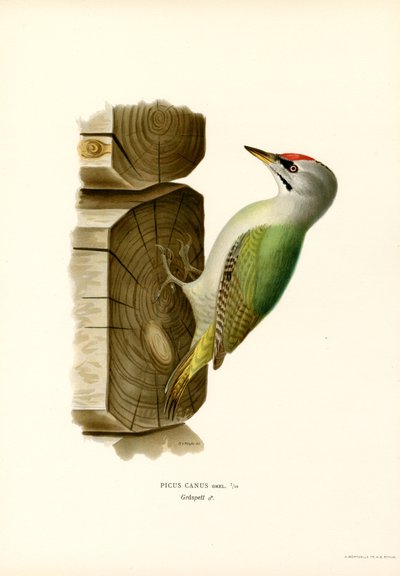 Grå hackspett (färg litho) av Magnus Ferdinand and Wilhelm von Wright