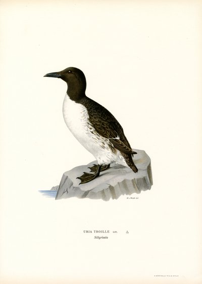 Sillgrissla (färg litho) av Magnus Ferdinand and Wilhelm von Wright
