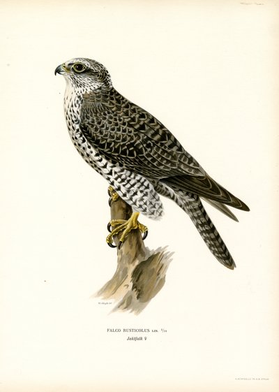Gyrfalcon (färg litho) av Magnus Ferdinand and Wilhelm von Wright