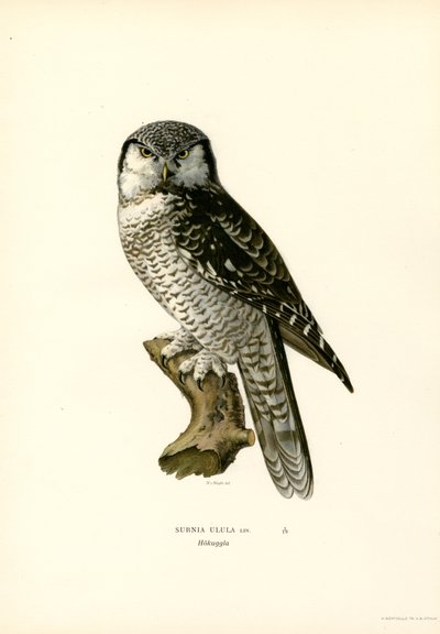 Hawk Owl (färg litho) av Magnus Ferdinand and Wilhelm von Wright