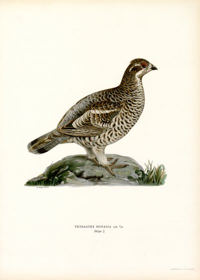 Hassel Grouse (färg litho) av Magnus Ferdinand and Wilhelm von Wright
