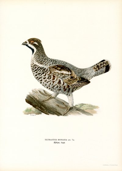 Hassel Grouse (färg litho) av Magnus Ferdinand and Wilhelm von Wright