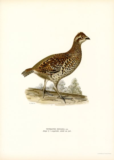 Hassel Grouse (färg litho) av Magnus Ferdinand and Wilhelm von Wright