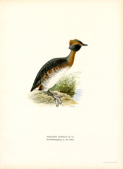 Horned dopping (färg litho) av Magnus Ferdinand and Wilhelm von Wright