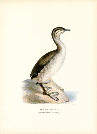 Horned dopping (färg litho) av Magnus Ferdinand and Wilhelm von Wright
