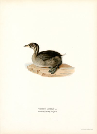 Horned dopping (färg litho) av Magnus Ferdinand and Wilhelm von Wright