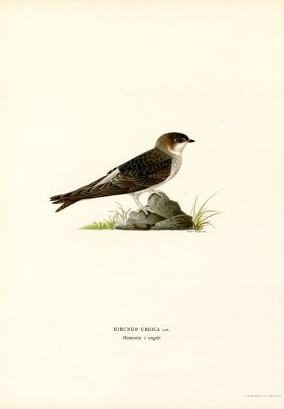 House Martin (färg litho) av Magnus Ferdinand and Wilhelm von Wright