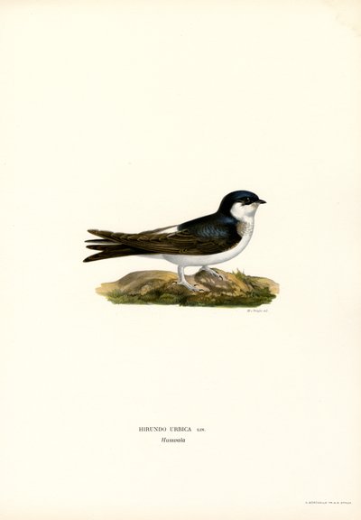 House Martin (färg litho) av Magnus Ferdinand and Wilhelm von Wright