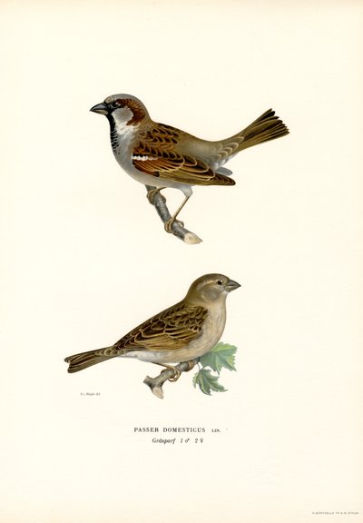 Hussparv (färg litho) av Magnus Ferdinand and Wilhelm von Wright