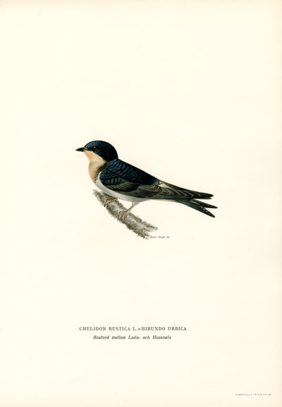 Hussvala (färg litho) av Magnus Ferdinand and Wilhelm von Wright