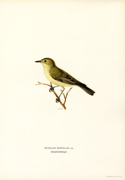Icterine sångare (färg litho) av Magnus Ferdinand and Wilhelm von Wright
