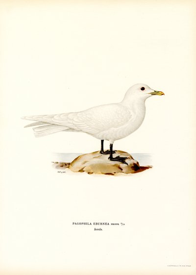 Ivory Gull (färg litho) av Magnus Ferdinand and Wilhelm von Wright