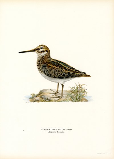 Jack Snipe (lito i färg) av Magnus Ferdinand and Wilhelm von Wright
