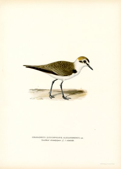Kentish Plover (färg litho) av Magnus Ferdinand and Wilhelm von Wright