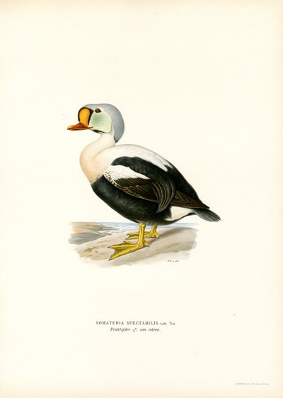 King Duck (färg litho) av Magnus Ferdinand and Wilhelm von Wright