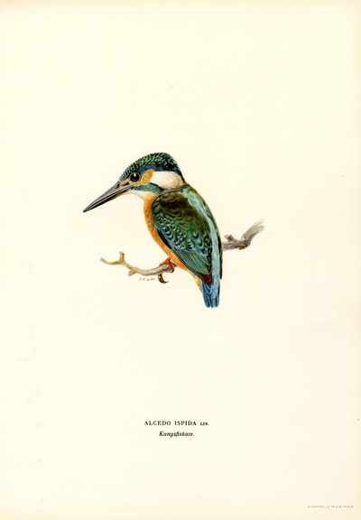 Kingfisher (färg litho) av Magnus Ferdinand and Wilhelm von Wright