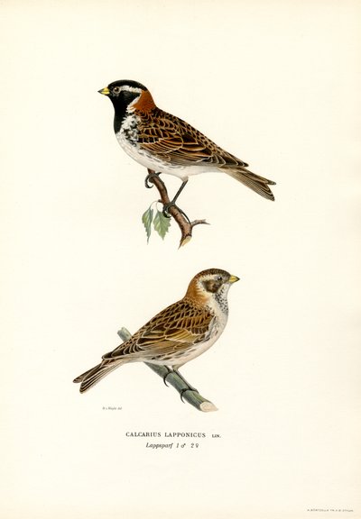 Lapplandsspurv (färg litho) av Magnus Ferdinand and Wilhelm von Wright