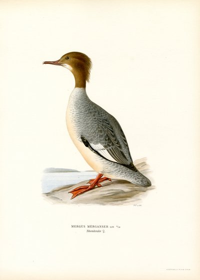 Stor Merganser (färg litho) av Magnus Ferdinand and Wilhelm von Wright