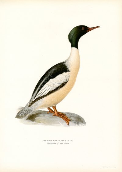 Stor Merganser (färg litho) av Magnus Ferdinand and Wilhelm von Wright