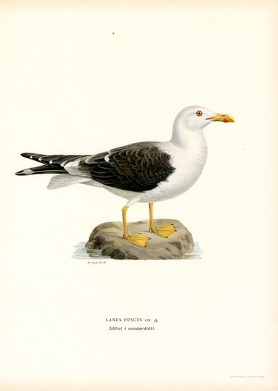 Mindre mås (litho i färg) av Magnus Ferdinand and Wilhelm von Wright
