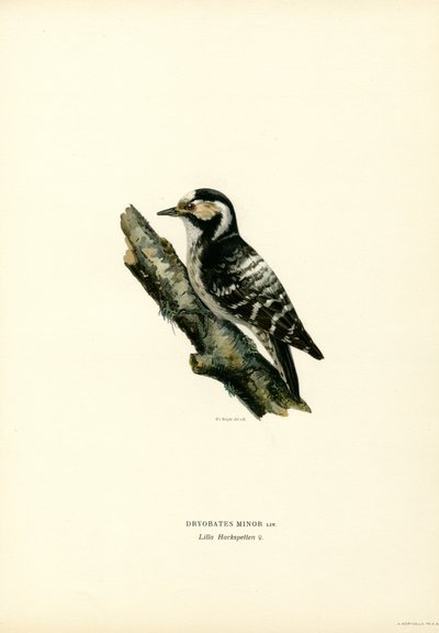 Mindre hackspett (färg litho) av Magnus Ferdinand and Wilhelm von Wright