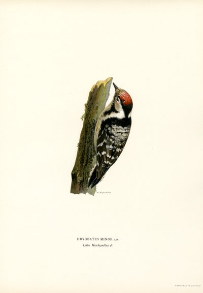 Mindre hackspett (färg litho) av Magnus Ferdinand and Wilhelm von Wright