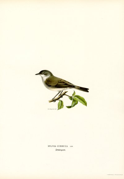 Lesser Whitethroat (färg litho) av Magnus Ferdinand and Wilhelm von Wright