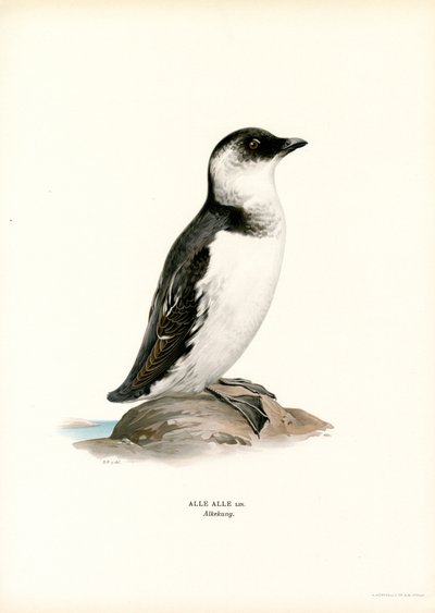 Little Auk (färg litho) av Magnus Ferdinand and Wilhelm von Wright
