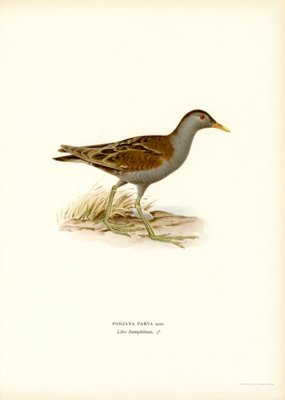 Little Crake (färg litho) av Magnus Ferdinand and Wilhelm von Wright