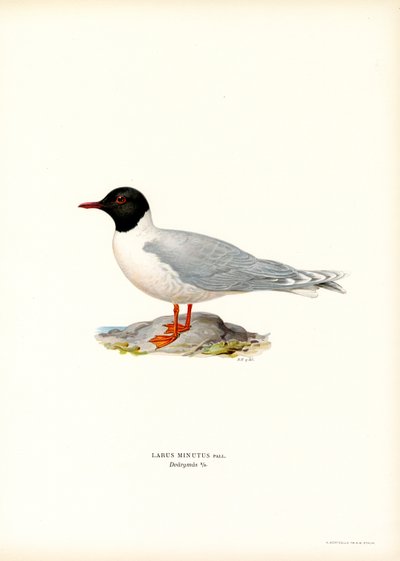 Little Gull (färg litho) av Magnus Ferdinand and Wilhelm von Wright